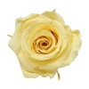 Florever ¥¹¥¿¥ó¥À¡¼¥É¥í¡¼¥º¡Ê6¡Ë ¥½¥Õ¥È¥¤¥¨¥í¡¼