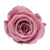 Florever ¥¹¥¿¥ó¥À¡¼¥É¥í¡¼¥º¡Ê6¡Ë ¥Á¥§¥ê¡¼¥Ö¥í¥Ã¥µ¥à