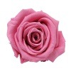 Florever ¥¹¥¿¥ó¥À¡¼¥É¥í¡¼¥º¡Ê6¡Ë ¥Ë¥å¡¼¥è¡¼¥¯¥Ô¥ó¥¯