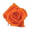 Florever ¥¹¥¿¥ó¥À¡¼¥É¥í¡¼¥º¡Ê6¡Ë ¥¿¥ó¥¸¥§¥ê¥ó¥ª¥ì¥ó¥¸