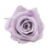 Florever ¥¹¥¿¥ó¥À¡¼¥É¥í¡¼¥º¡Ê6¡Ë ¥½¥Õ¥È¥é¥¤¥é¥Ã¥¯