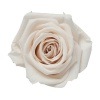 Florever ¥¹¥¿¥ó¥À¡¼¥É¥í¡¼¥º¡Ê6¡Ë ¥Ñ¥ó¥Ê¥³¥Ã¥¿