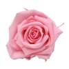 Florever ¥¹¥¿¥ó¥À¡¼¥É¥í¡¼¥º¡Ê6¡Ë ¥·¥å¥¬¡¼¥Ô¥ó¥¯