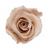Florever ¥¹¥¿¥ó¥À¡¼¥É¥í¡¼¥º¡Ê6¡Ë ¥Ì¡¼¥É¥Ô¥ó¥¯