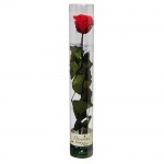 Florever ¥¹¥Æ¥àÉÕ¥¹¥¿¥ó¥À¡¼¥É¥í¡¼¥º ¥Á¥§¥ê¡¼¥ì¥Ã¥É