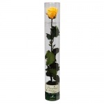 Florever ¥¹¥Æ¥àÉÕ¥¹¥¿¥ó¥À¡¼¥É¥í¡¼¥º ¥´¡¼¥ë¥Ç¥ó¥¤¥¨¥í¡¼