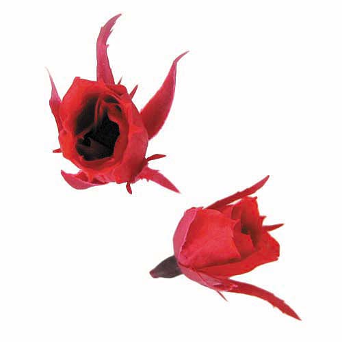 Florever �ޥ�����������(20) �����꡼��å�