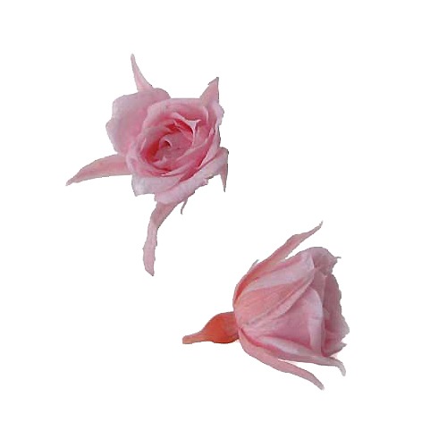 Florever �ޥ�����������(20) �٥��ӡ��ԥ�