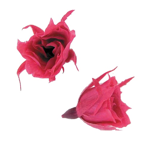 Florever �ޥ�����������(20) �ۥåȥԥ�