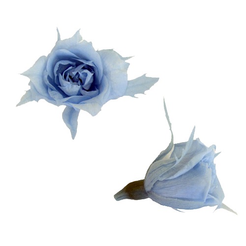 Florever �ޥ�����������(20) �ѥ������֥롼