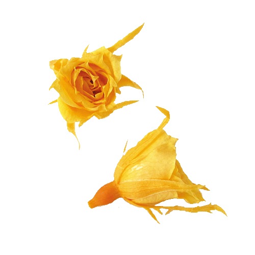 Florever �ޥ�����������(20) ������ǥ󥤥�����