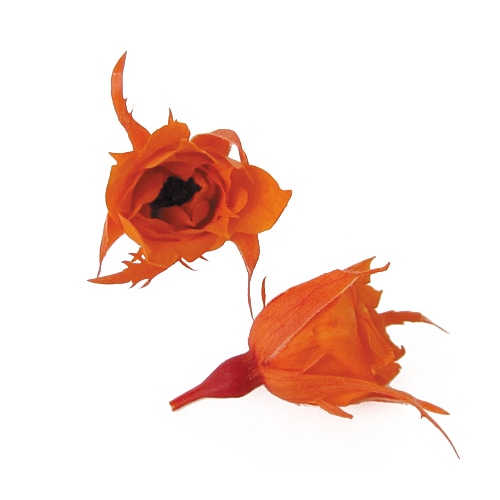 Florever �ޥ�����������(20) ���󥸥���󥪥��