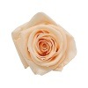 Florever ¥á¥Ç¥£¥¢¥Ê¥í¡¼¥º(8) ¥Ô¡¼¥Á¡¡¢¤