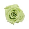 Florever ¥á¥Ç¥£¥¢¥Ê¥í¡¼¥º(8) ¥·¥È¥é¥¹¥°¥ê¡¼¥ó