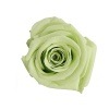 Florever ¥á¥Ç¥£¥¢¥Ê¥·¥ç¡¼¥È(6) ¥·¥È¥é¥¹¥°¥ê¡¼¥ó