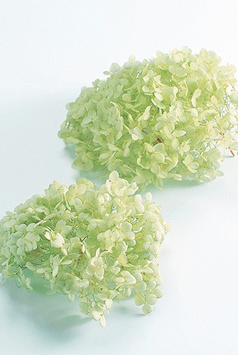 大地農園 アナベル・ヘッド クリアグリーン | プリザーブドフラワー花