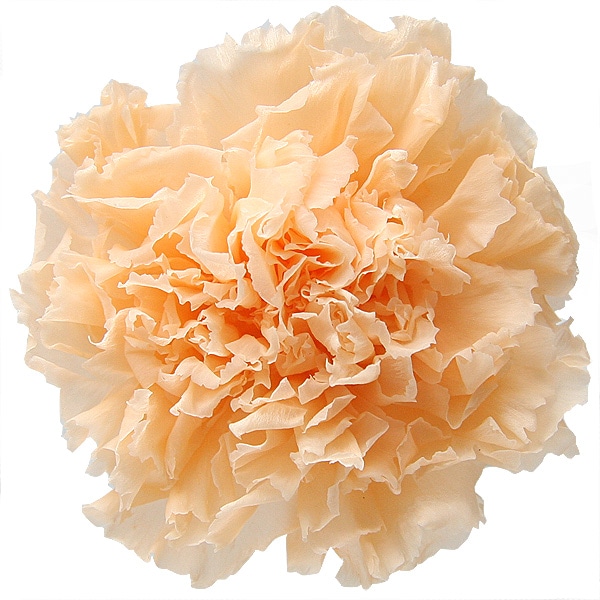 Florever. �����͡������(6) �ԡ�����