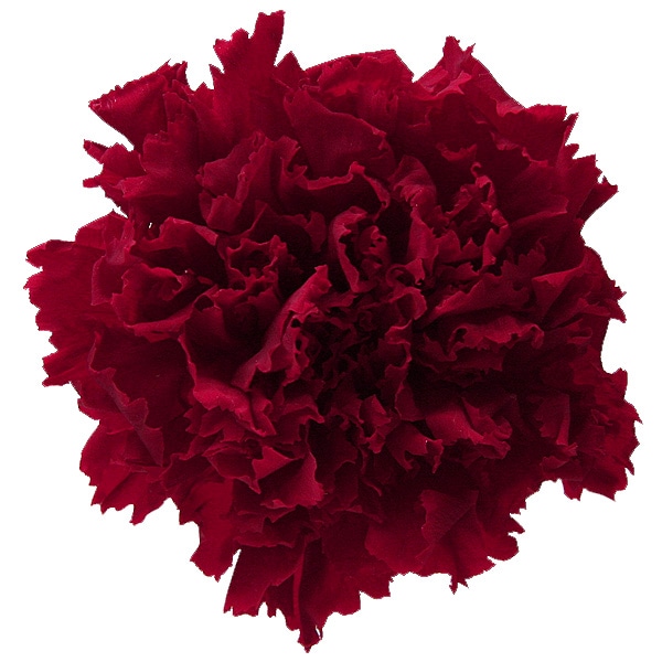 Florever �����͡������(6) �����꡼��å�