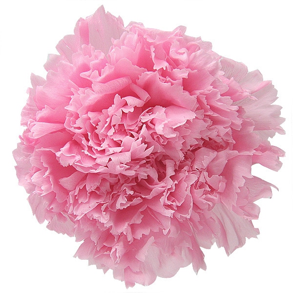 Florever �����͡������(6) �٥��ӡ��ԥ�