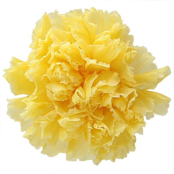 Florever �����͡������(6) ���եȥ�������