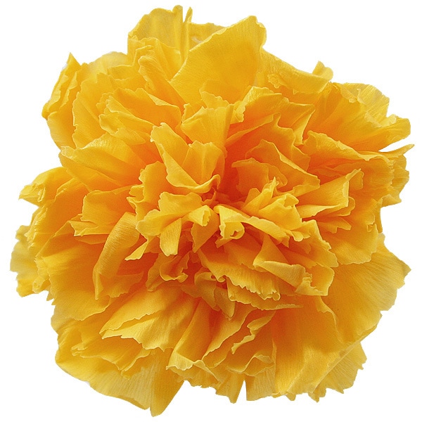 Florever �����͡������(6) ������ǥ󥤥�����