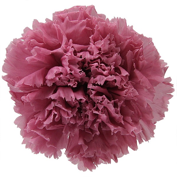 Florever �����͡������(6) �����꡼�֥��å���