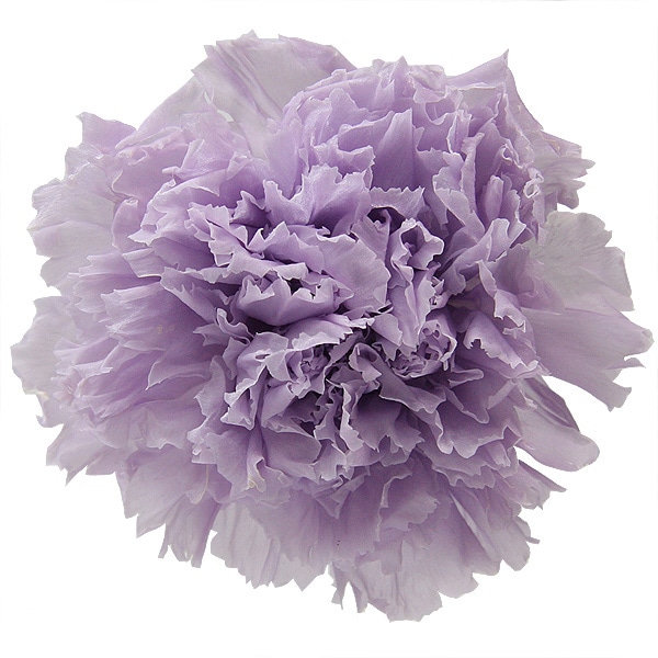 Florever �����͡������(6) ���եȥ饤��å�