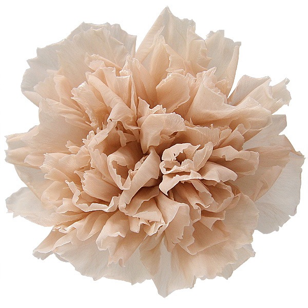 Florever �����͡������(6) �̡��ɥԥ�