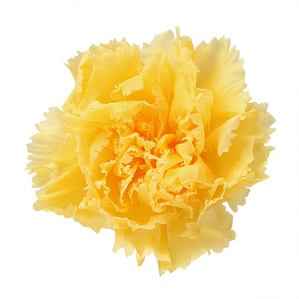 Florever �ߥ˥����͡������(12) ��������