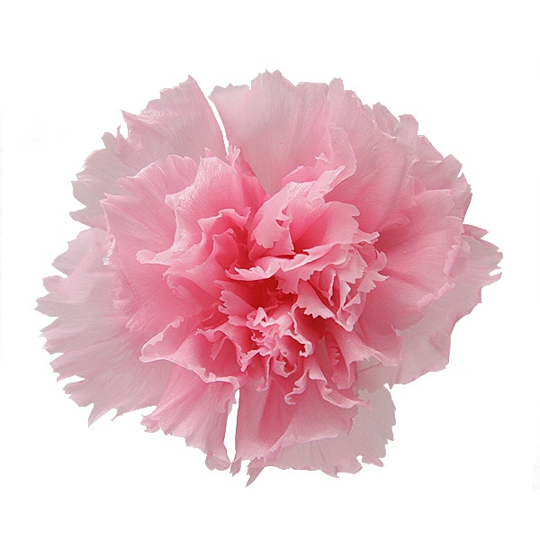 Florever �ߥ˥����͡������(12) �٥��ӡ��ԥ�