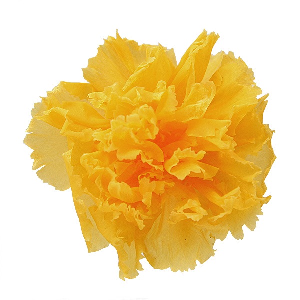 Florever �ߥ˥����͡������(12) ������ǥ󥤥�����