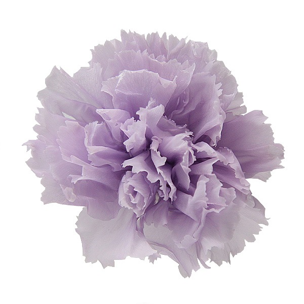 Florever ミニカーネーション 12 ソフトライラック プリザーブドフラワー花材 フロールエバー フラワー ミニカーネーション アニーズ