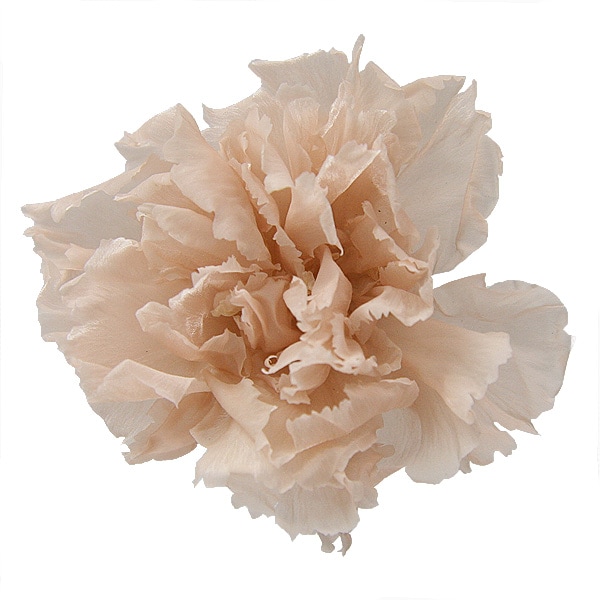 Florever �ߥ˥����͡������(12) �̡��ɥԥ�