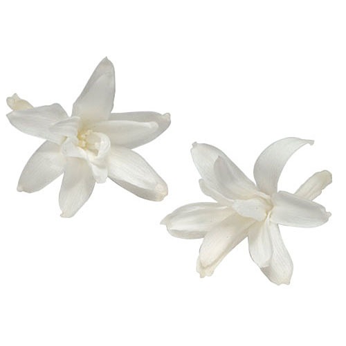 Florever チューベローズ 8 パールホワイト プリザーブドフラワー花材 フロールエバー フラワー チューベローズ アニーズ