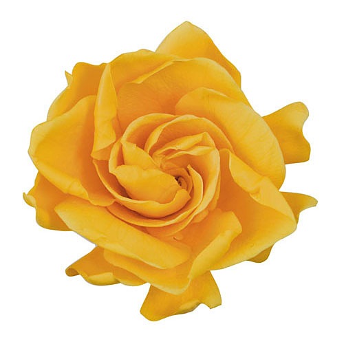 Florever ガーデニア 6 ゴールデンイエロー プリザーブドフラワー花材 フロールエバー フラワー ガーデニア アニーズ