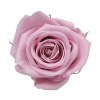 Florever ¥¹¥¿¥ó¥À¡¼¥É¥í¡¼¥º¡Ê6¡Ë ¥é¥Ù¥ó¥À¡¼¥Ô¥ó¥¯