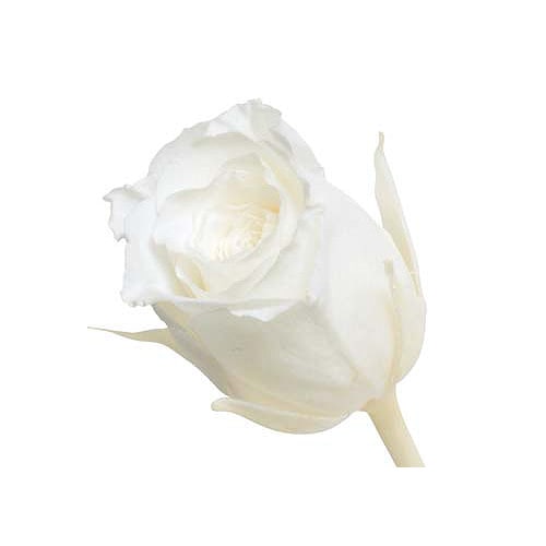 �������� �ӥӥ���(24) �ԥ奢�ۥ磻��