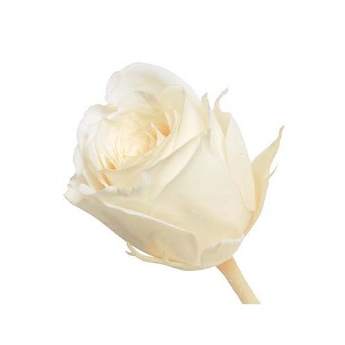 �������� �ӥӥ���(24) ����ƥ��å��ۥ磻��