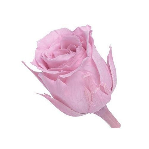 大地農園 ビビアン(24) クリスタルピンク | プリザーブドフラワー花材