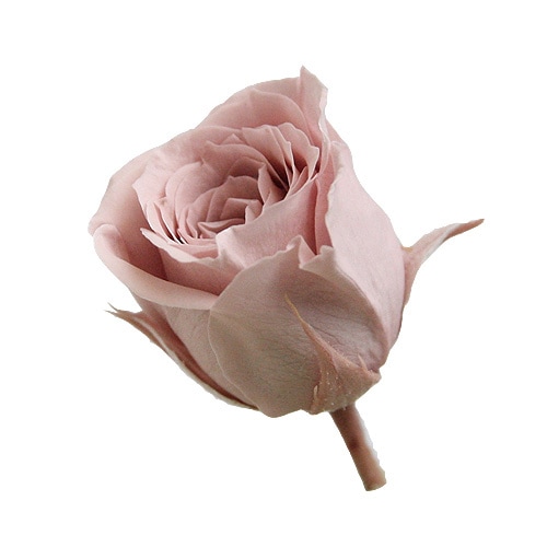 大地農園 ビビアン(24) モーブピンク | プリザーブドフラワー花材,大地