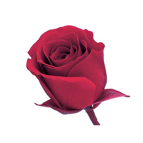 大地農園 ビビアン(24) クイーンレッド | プリザーブドフラワー花材