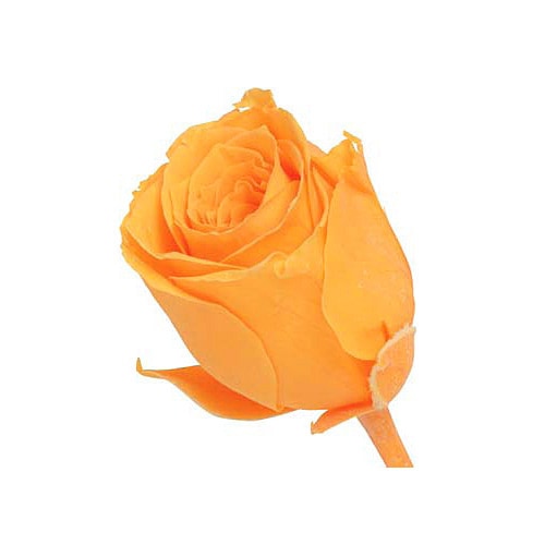 �������� �ӥӥ���(24) �ե롼�ƥ������