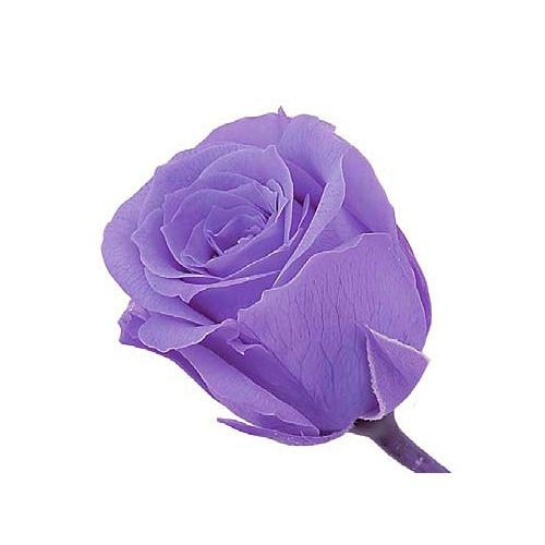 �������� �ӥӥ���(24) ��٥����