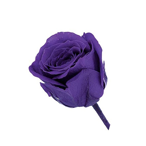 �������� �ӥӥ���(24) ���졼��