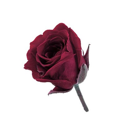 �������� �ӥӥ���(24) �磻���å�