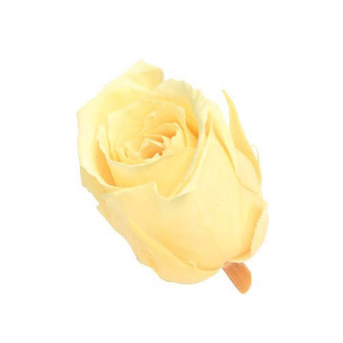 �������� �ӥӥ���(24) �⡼�˥󥰥�������