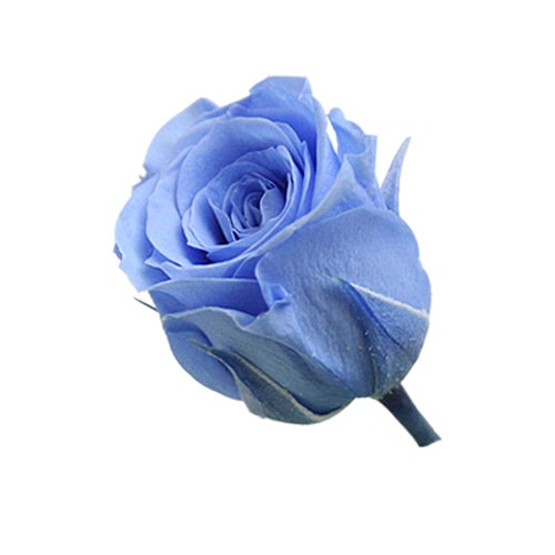 大地農園 ビビアン(24) ソーダブルー | プリザーブドフラワー花材,大地