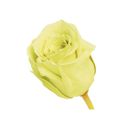 �������� �ӥӥ���(24) �ե�å��奰�꡼��