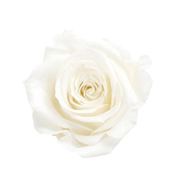 �������� ��������������(9) �ԥ奢�ۥ磻��