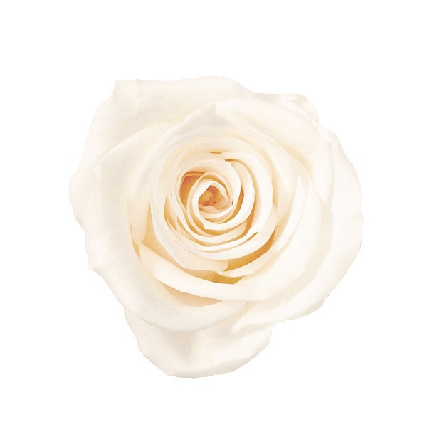 �������� ��������������(9) �ۥ磻�ȥ����ѥ�